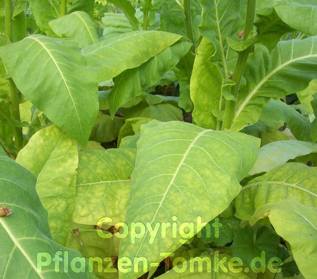 Tabak Samen Badischer Geudertheimer Nicotiana tabacum