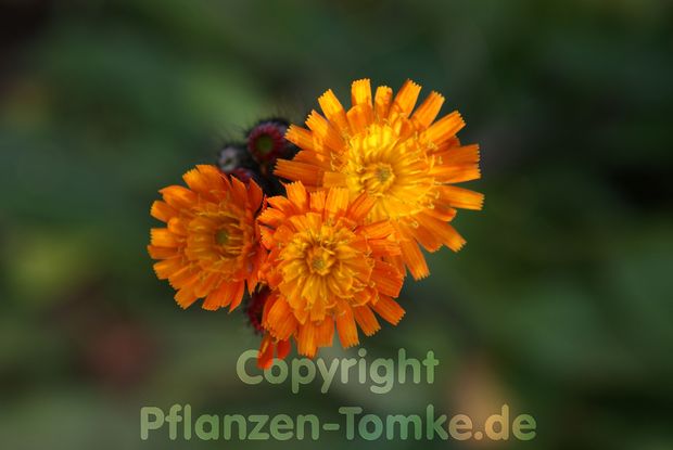 4 Pflanzen orangerotes Habichtskraut Hieracium aurantiacum