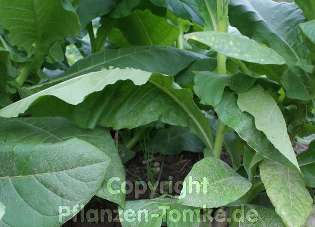 Tabak Samen Pergeu Nicotiana tabacum