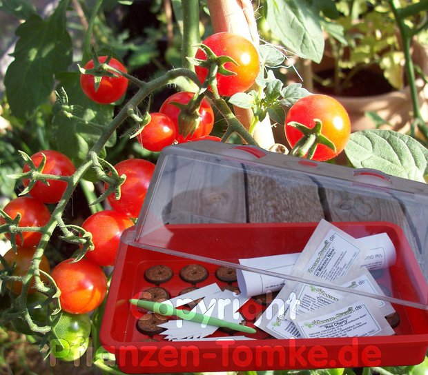 Tomatensamen Tomaten Aussaatset Coctailtomaten