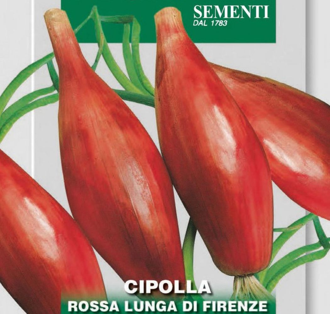 Zwiebel Rossa Lunga Di Firenze, Allium cepa L.