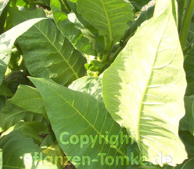 Tabak Samen Burley Nicotiana tabacum