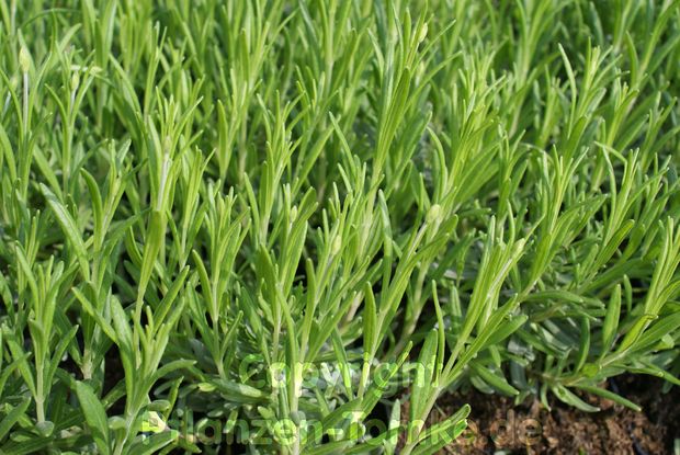3 Lavendelpflanzen Dwarf Blue Lavandula augustifolia