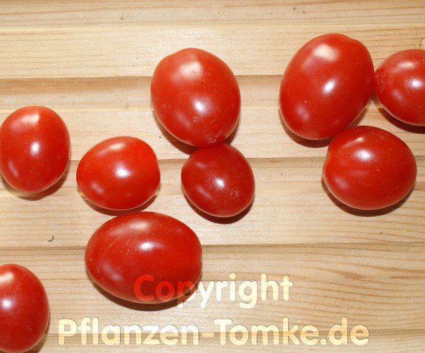 Tomaten Principe Borghese Coctailtomate Pflanze