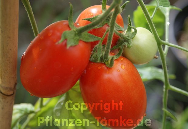 Tomatensamen Rio Grande Buschtomate Lycopersicum l.