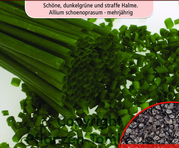 Schnittlauch Miro mittelgrobröhrig, Allium schoenoprasum, mehrjä