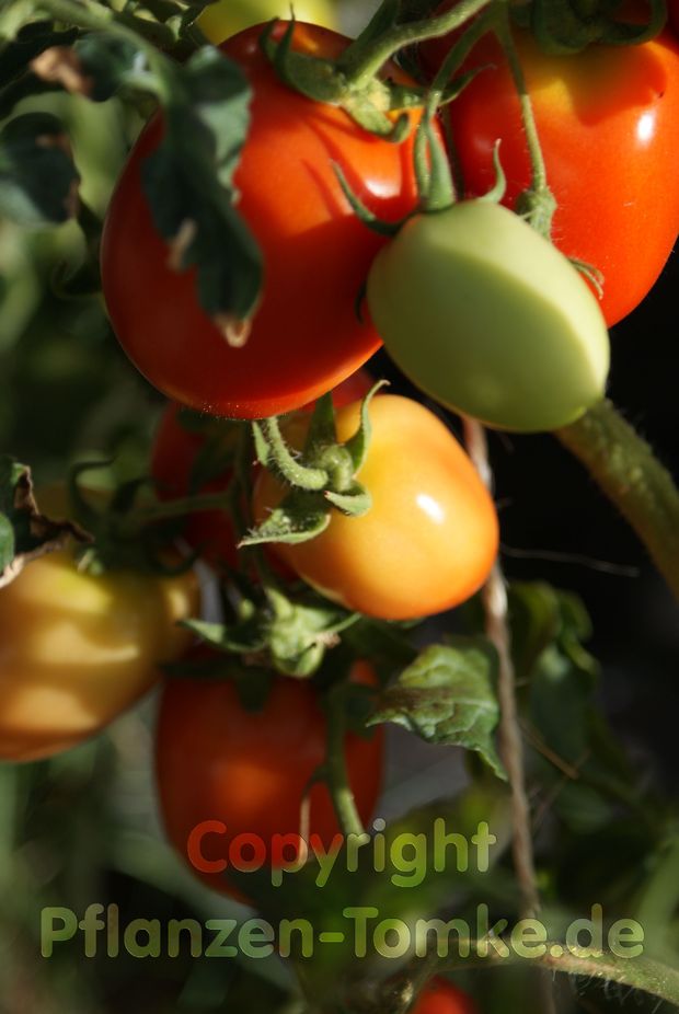 Tomate, Stabtomate Hellfrucht Jungpflanze