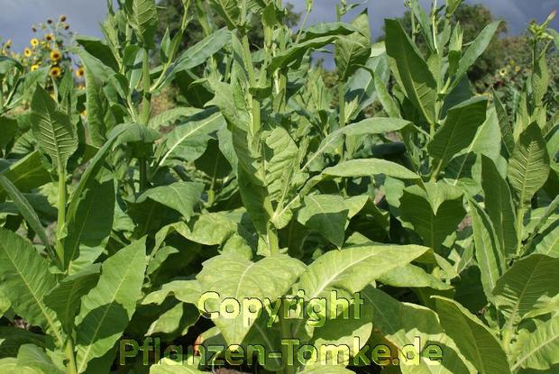 7 Tabak Pflanzen Orient Mischung