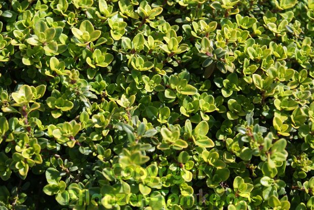Zitronenthymian Aureus Thymus citriodorus